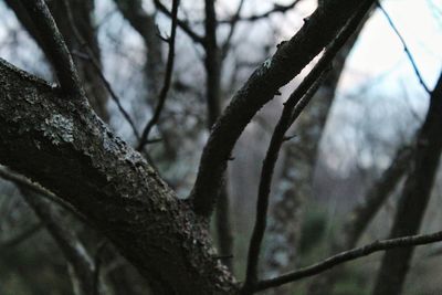 Low angle view of bare tree in forest