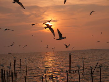 bird