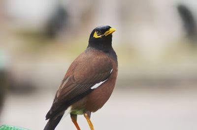 Close-up of bird perching outdoors