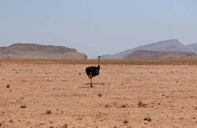 View of a horse on a field