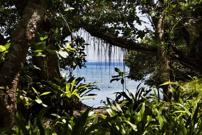 Scenic view of lake by trees