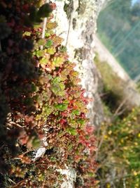 Close-up of moss growing on tree trunk