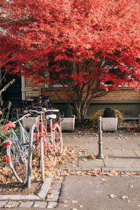 Bicycles parked by tree in park during autumn