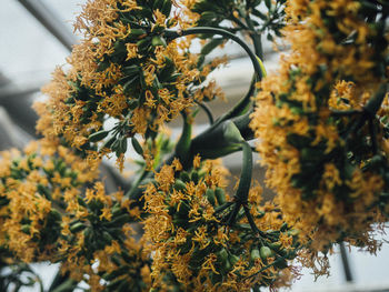 Close-up of flowering plant against trees