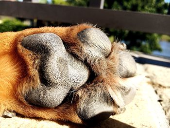 Close-up of horse