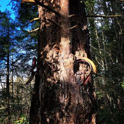 Low angle view of tree trunk in forest