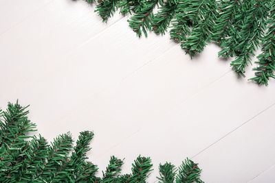 Low angle view of potted plant against wall