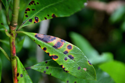 Close-up of lizard on leaf