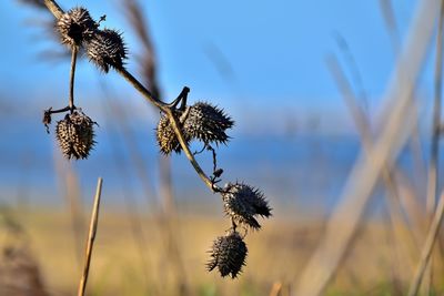 Close-up of dried plant against sky
