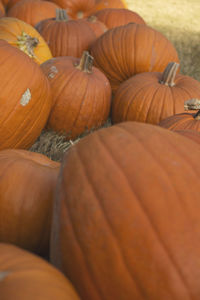 Close-up of pumpkins for sale at market