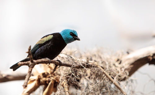 Close-up of bird perching on plant stem