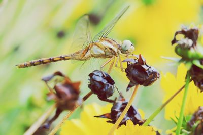 Close-up of insect on flower