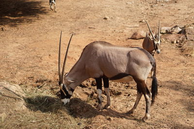 Side view of horse on field