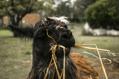 Close-up of an llama