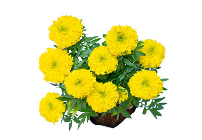 Close-up of yellow flowering plant against white background