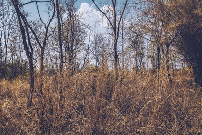 Bare trees on field against sky