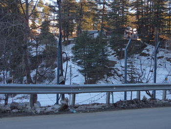 Bare trees in forest during winter