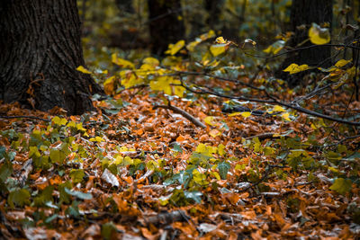 Autumn leaves on tree trunk