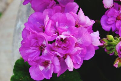 Close-up of pink flower