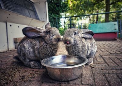 Close-up of a eating food