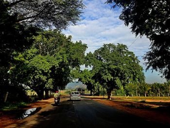 View of trees along road