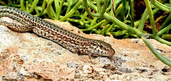 Close-up of lizard on rock