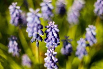 Close-up of purple flowers blooming outdoors