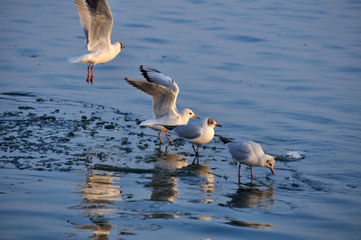 Seagulls swimming in lake