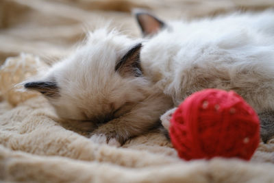 Close-up of a dog sleeping