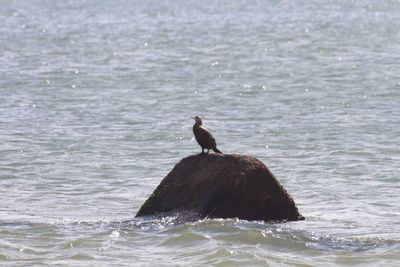 Bird perching on sea