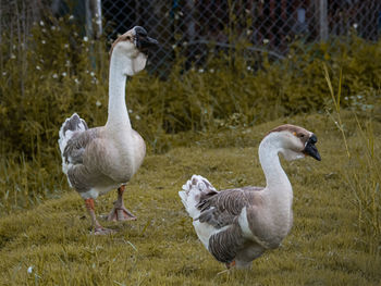 Ducks on a field