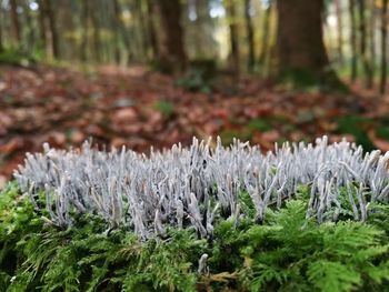 Close-up of snow covered plants in forest