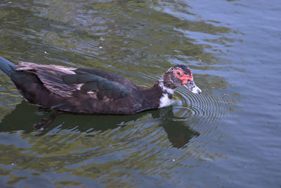 High angle view of duck swimming in lake