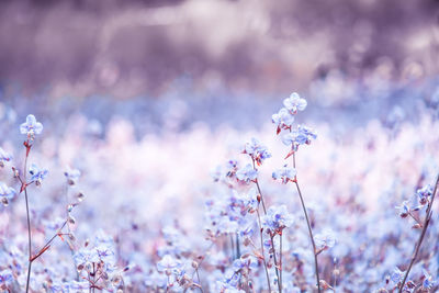 Close-up of pink flowers on field