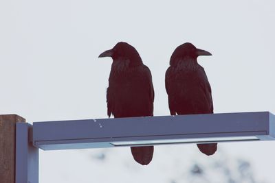 Low angle view of crows perching against sky