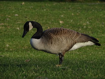 Close-up of a bird on field