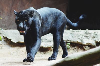 Portrait of black dog looking at camera