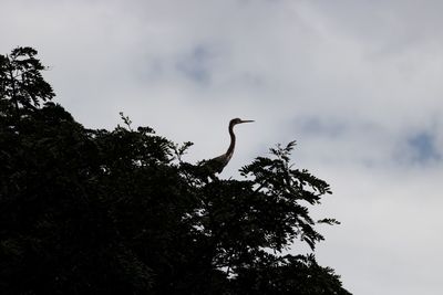 Low angle view of silhouette bird perching on tree against sky