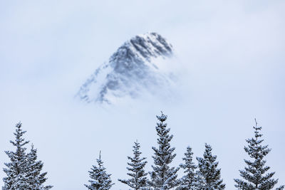 Low angle view of trees against clear sky during winter