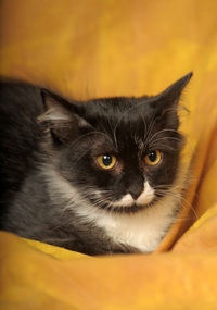 Close-up portrait of a cat