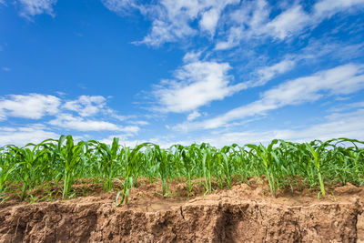 Plants growing on field against sky