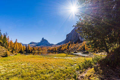 Plants growing on land against bright sun