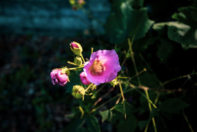 Close-up of pink flowering plant