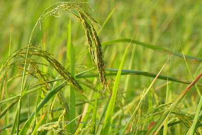 Close-up of crops growing on field