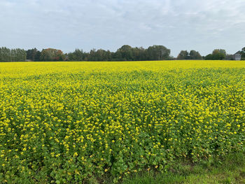 Scenic view of oilseed rape field against sky