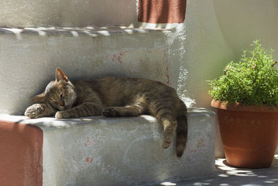 Cat sleeping on potted plant