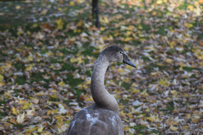 Close-up of bird
