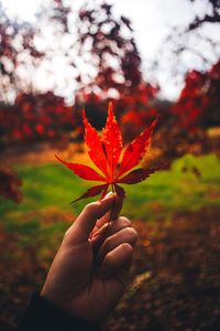 Close-up of hand holding dry leaves