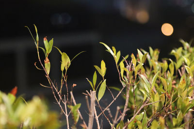 Close-up of plants growing on field