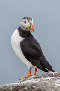 Close-up of bird perching on rock